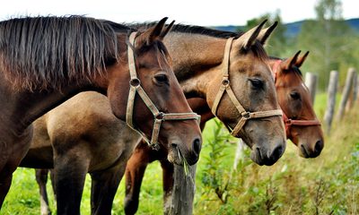 Blog Horse Board PC