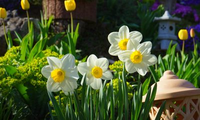 Daffodils 324392