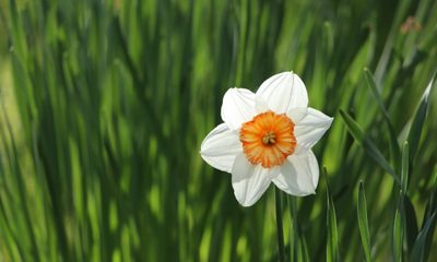 Single Daffodil