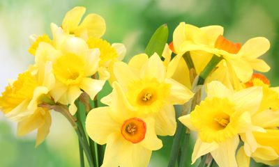 Daffodils